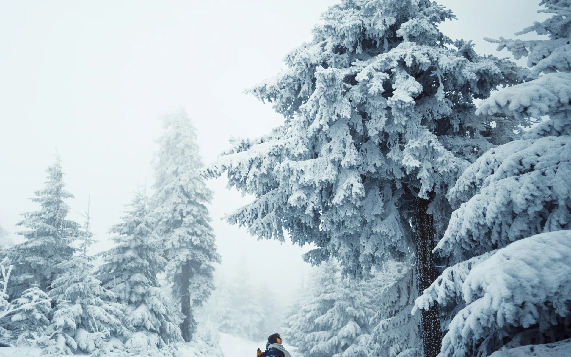 News aus dem NILS am See Person steht in verschneitem Wald mit großen, schneebedeckten Tannenbäumen