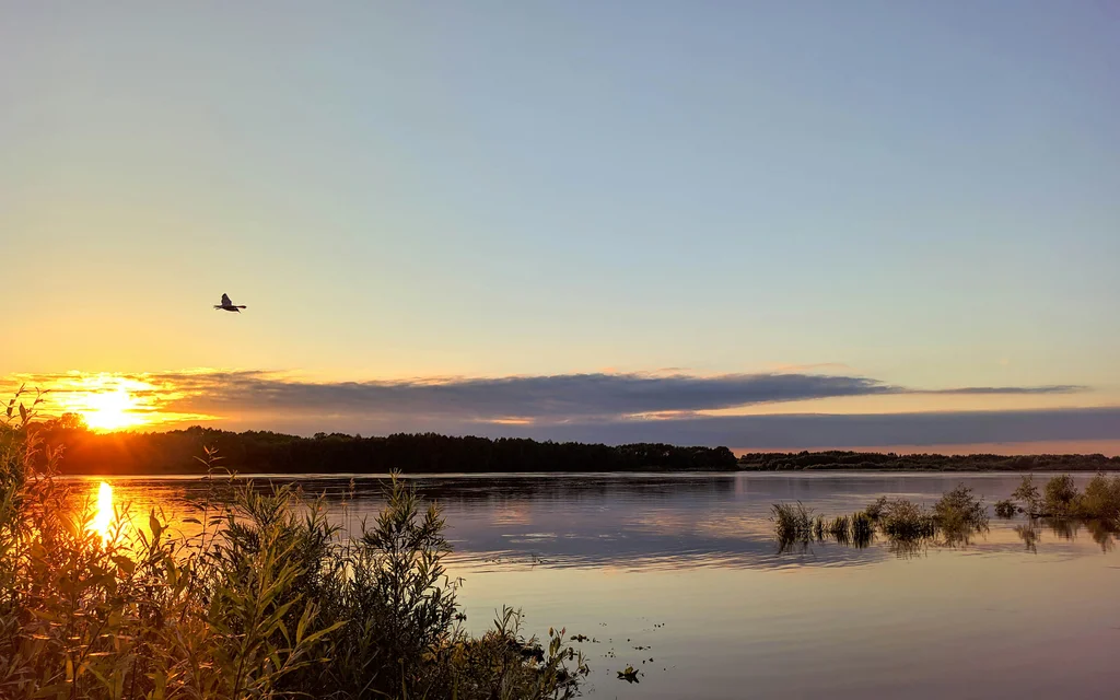 Adults-only-Hotel NILS am See am Nationalpark Neusiedler See Sonnenuntergang über einem ruhigen See mit fliegendem Vogel und Pflanzen im Vordergrund