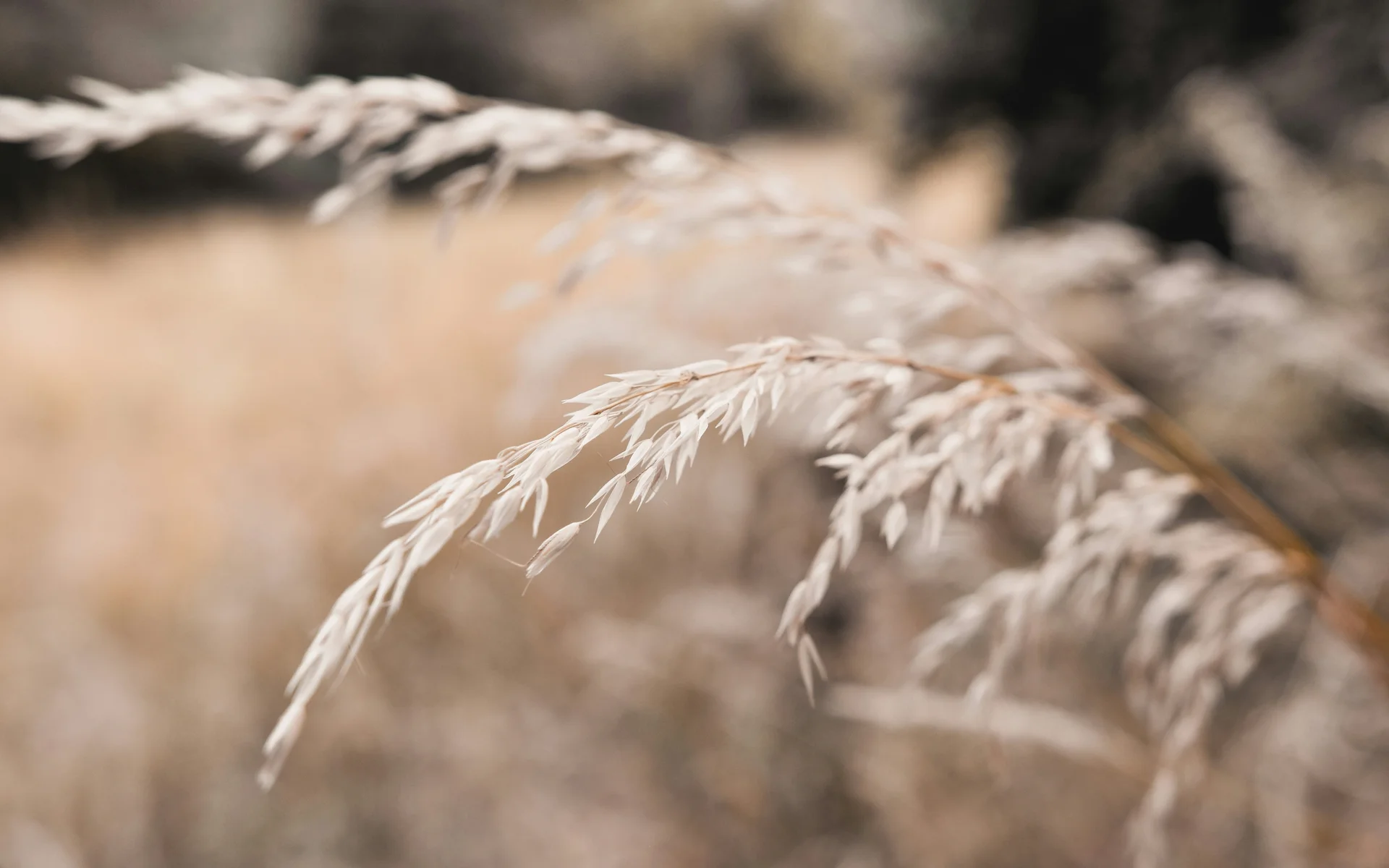 NILS am See: das Boutiquehotel am Neusiedler See Nahaufnahme von getrocknetem Gras vor unscharfem Naturhintergrund